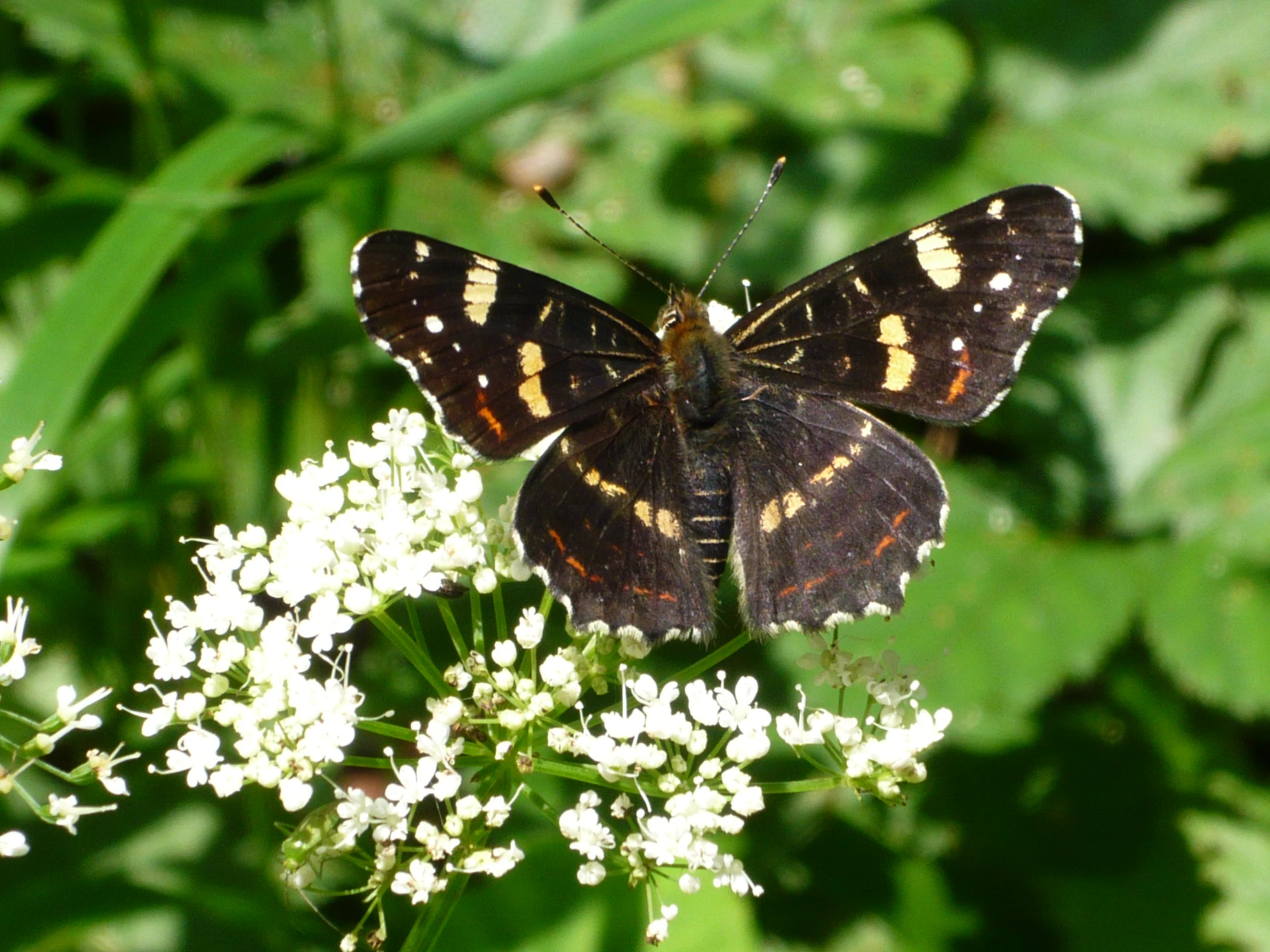 a erfly with black wings resting on some white flowers