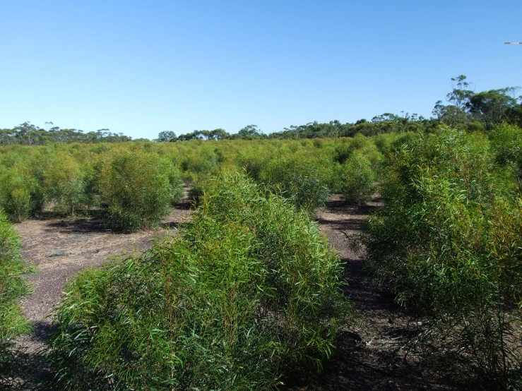 bushes that are all over the field in the wild