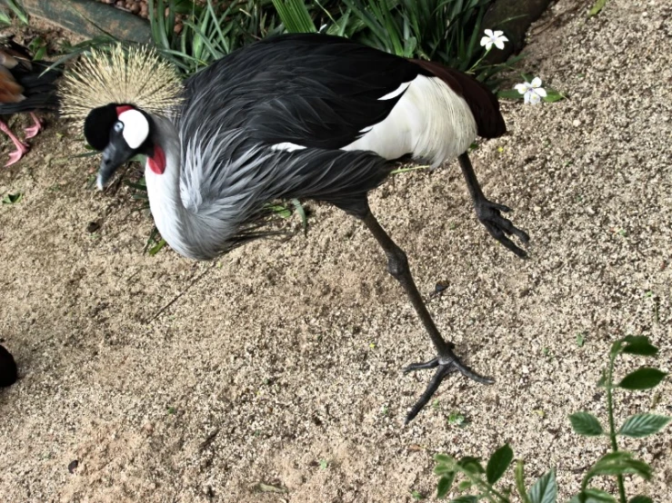 a bird standing on the ground next to flowers