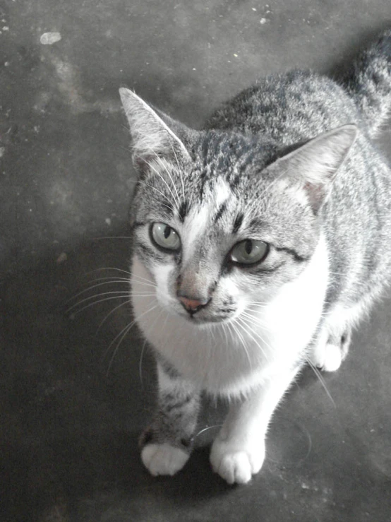 a grey cat standing on a floor with no shadow