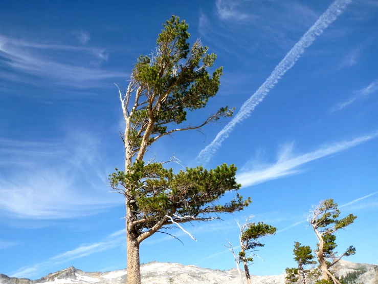 two trees stand with their nches spread high in the air