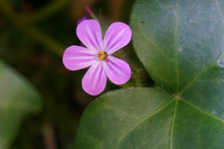 a pink flower is growing on a leaf