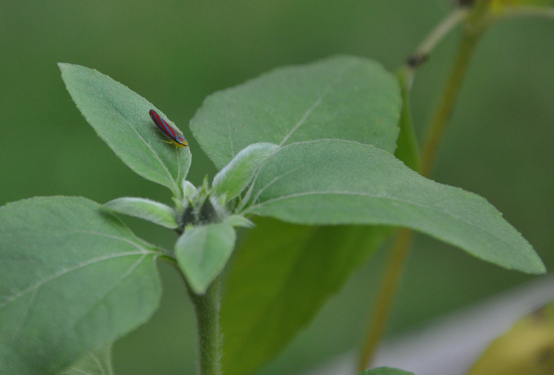 a single green flower with red tips