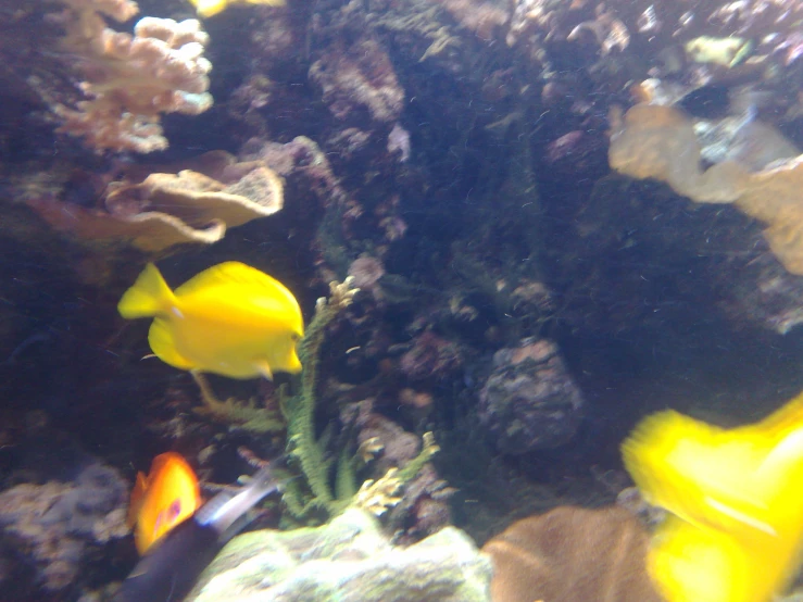 some yellow and orange fish on a coral in the water