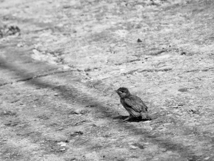 a little bird is perched on the ground