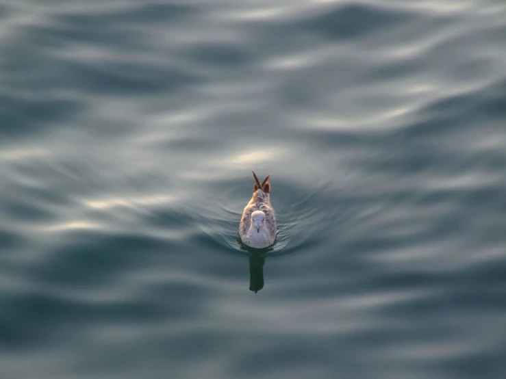 a small bird in the water and the top of it's head above the water