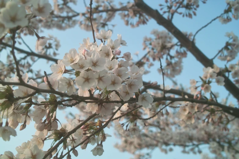 flowers are blooming on the tree and one is turning into blossom