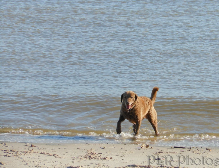 the dog is happy about his running along the shore line