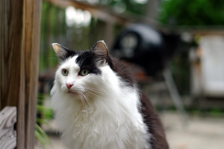 a black and white cat sitting outside of a house