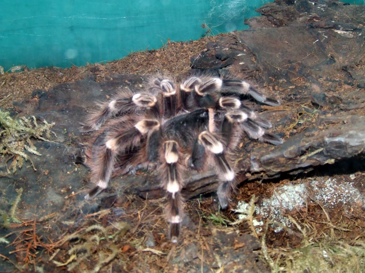 a group of birds are standing on the dirt