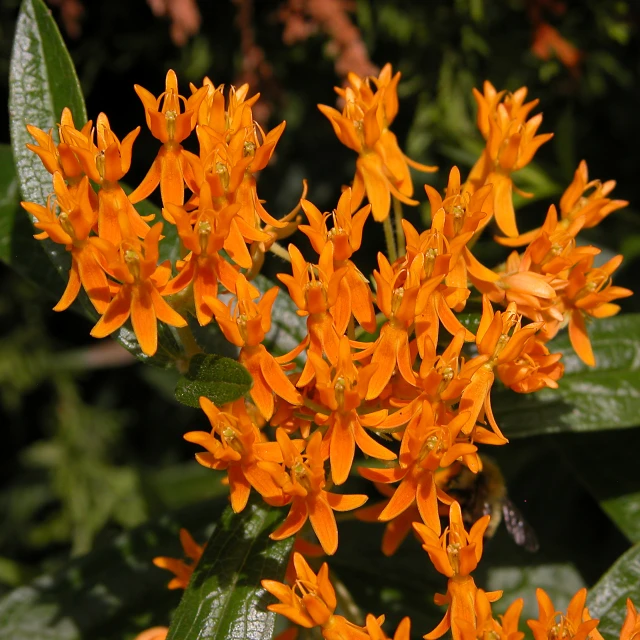 this is some very pretty orange flowers