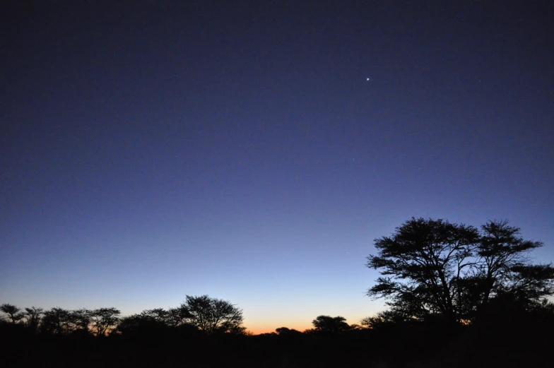 a silhouette of trees at sunset and the moon