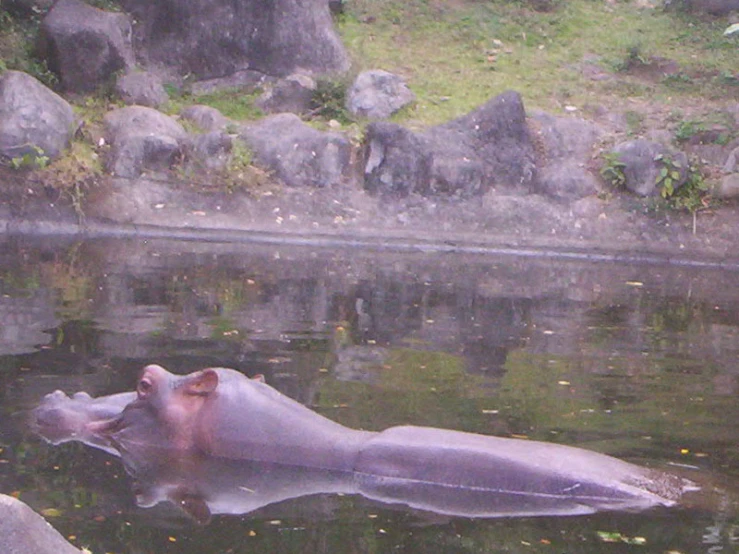 a hippo swimming in the middle of a pond