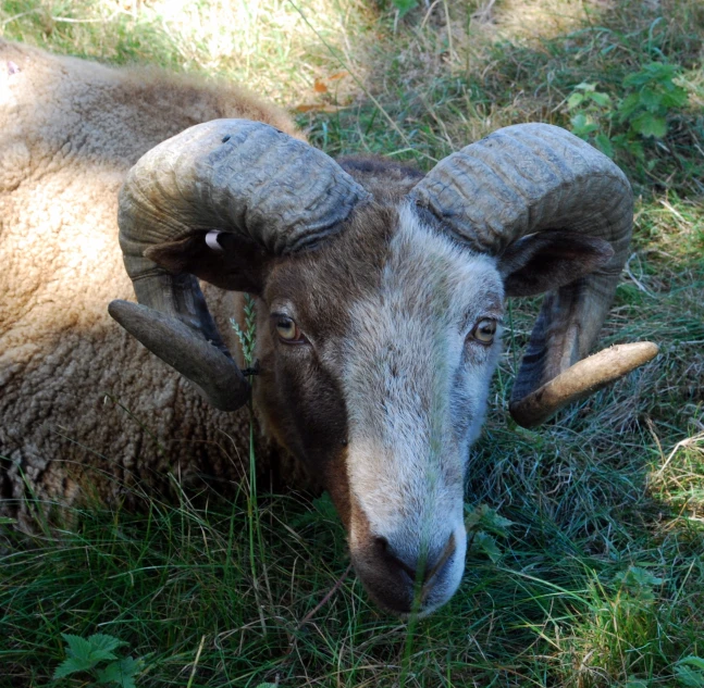 an image of a big horned ram in the grass