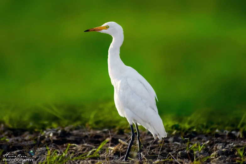 a long legged white bird standing on some grass