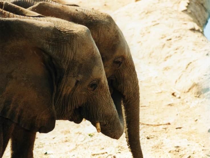 two elephants standing next to each other on a dirt field