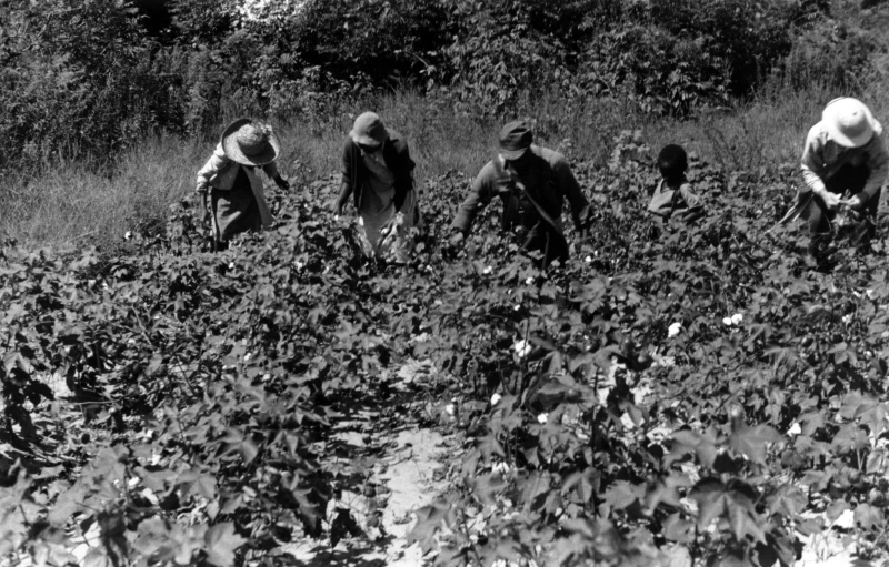 five people picking flowers with one woman wearing a hat