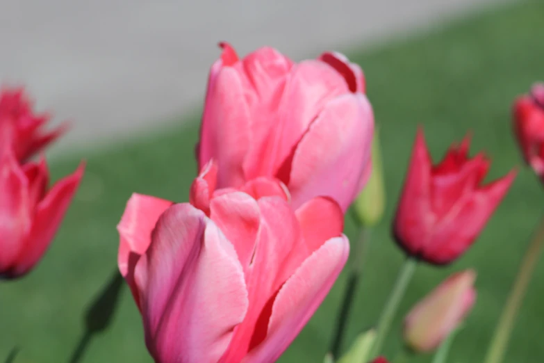 a group of pink tulips in the grass