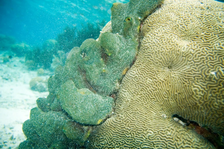 an underwater coral growing on a coral reef