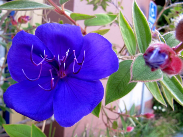 a large blue flower with green leaves