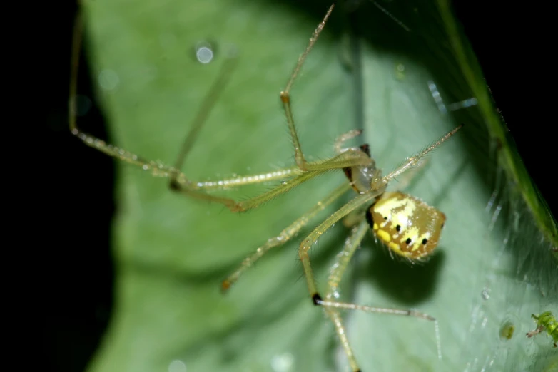 a spider on green leaf with drops of water