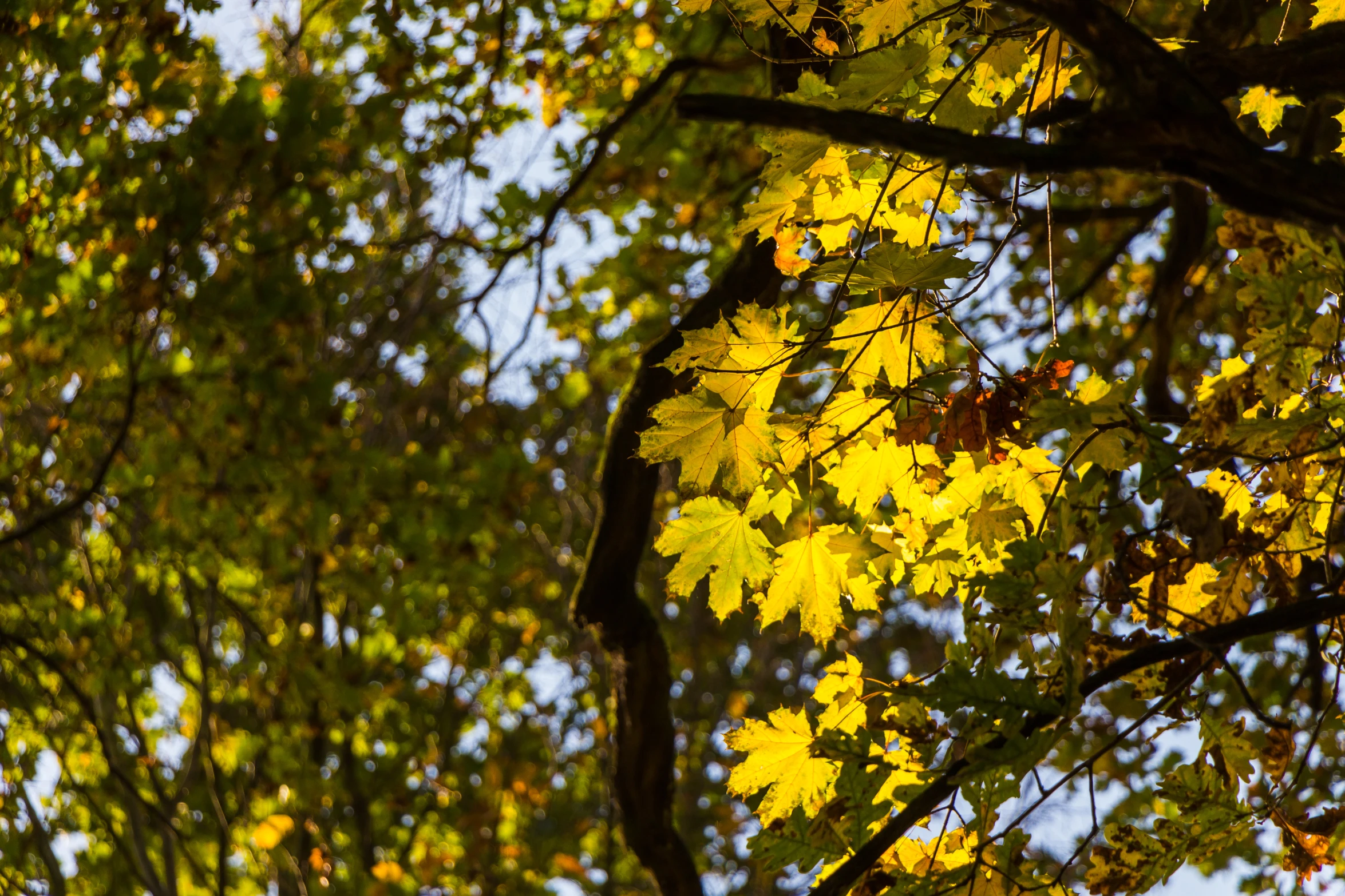 leaves in the autumn with blue sky in background