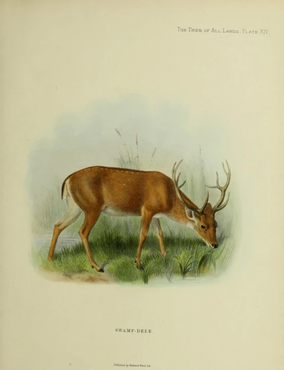 a drawing of a deer with antlers on it