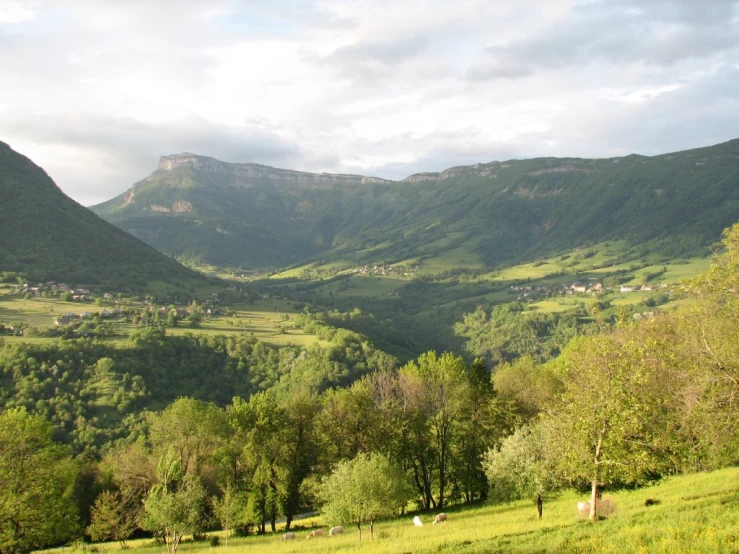 some sheep standing on top of a lush green hill