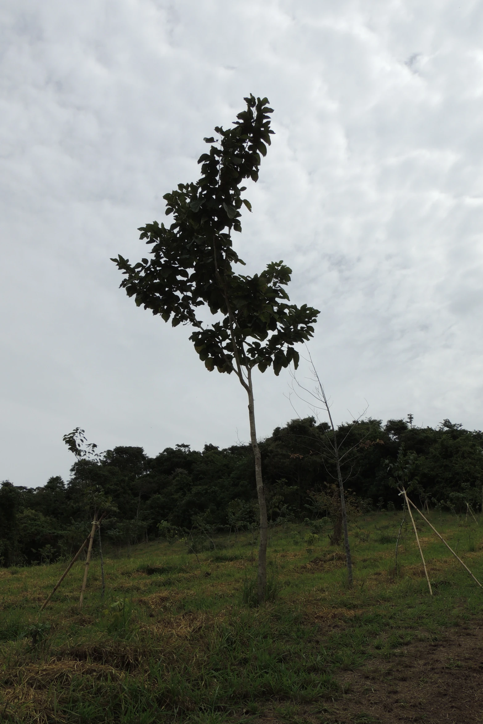 a single tree in a field of grass and rocks