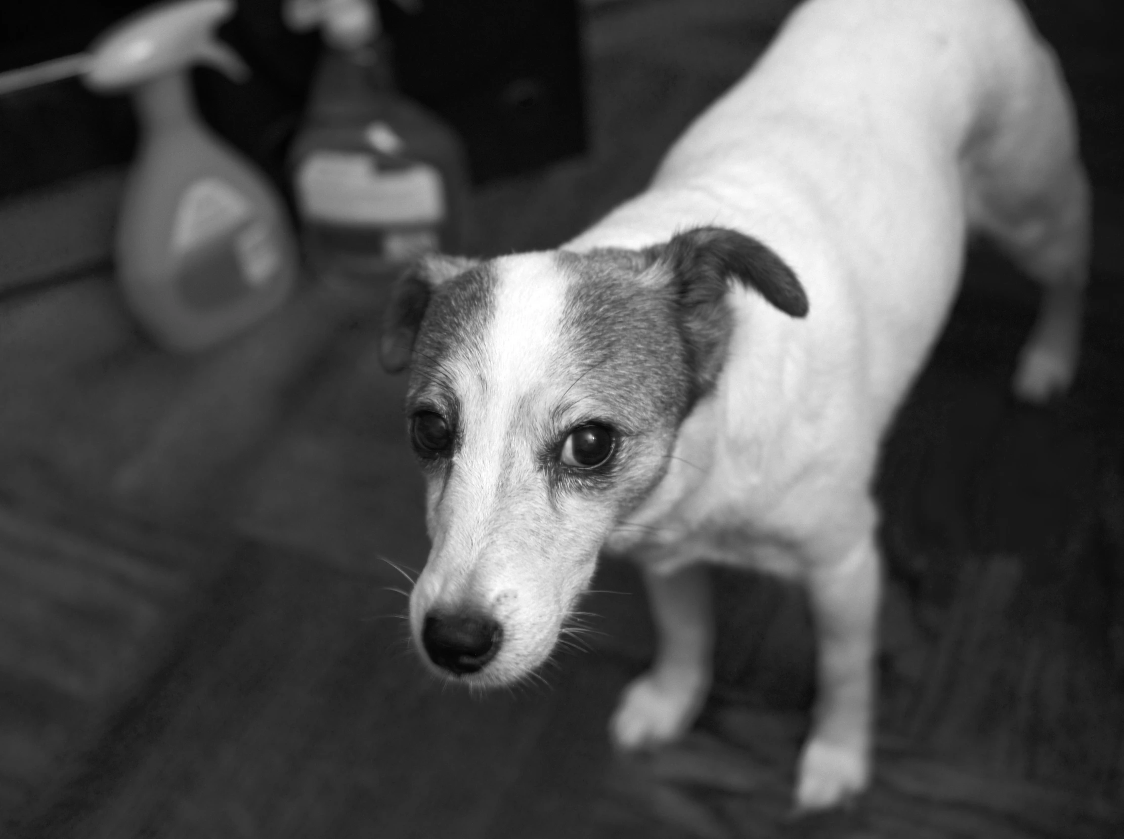 a dog with a sad look standing on wooden floors