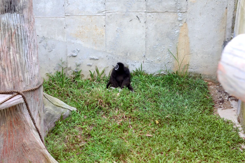 black bear in a fenced area laying down