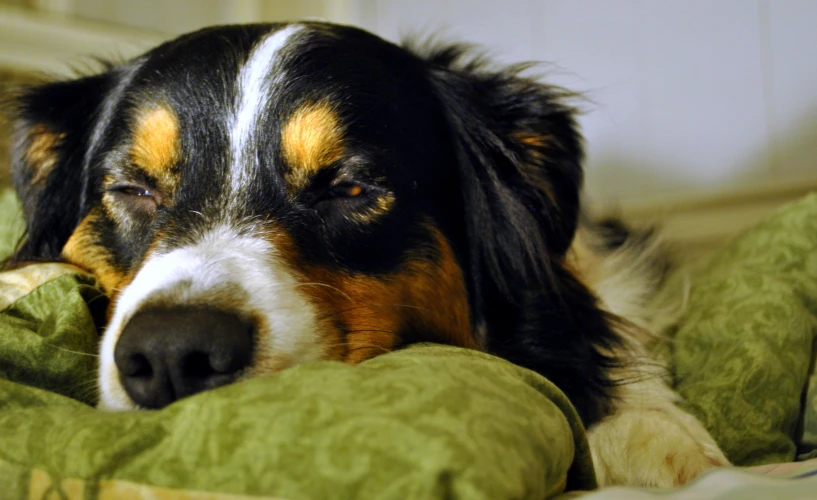 the dog is resting his head on pillows