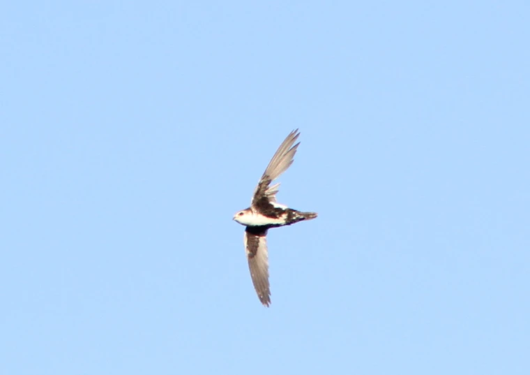 a black and brown bird is flying with it's wings spread wide