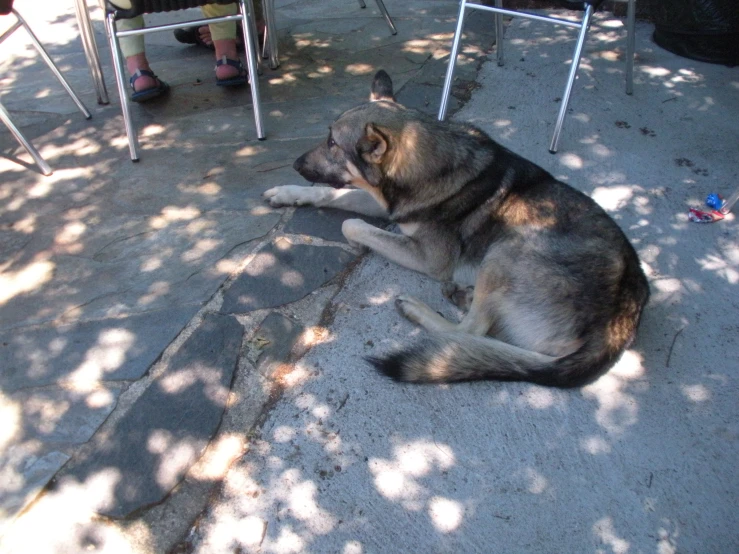 a german shepard dog sitting outside near three chairs