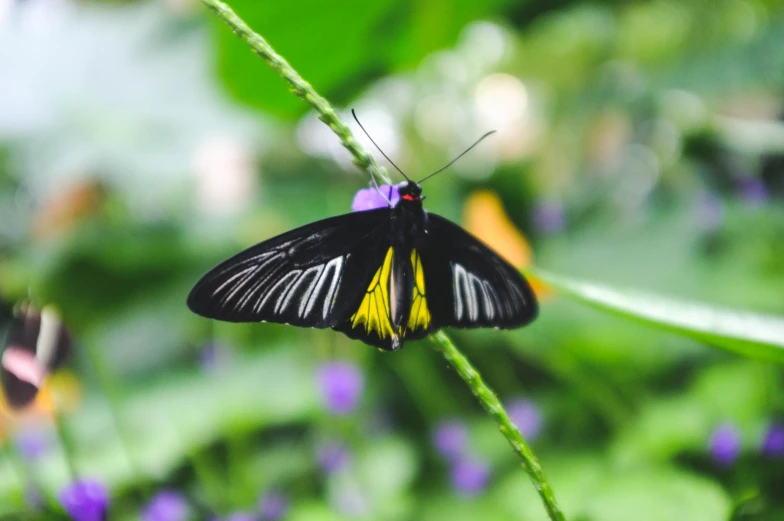 a erfly with large yellow stripe sits on a green blade