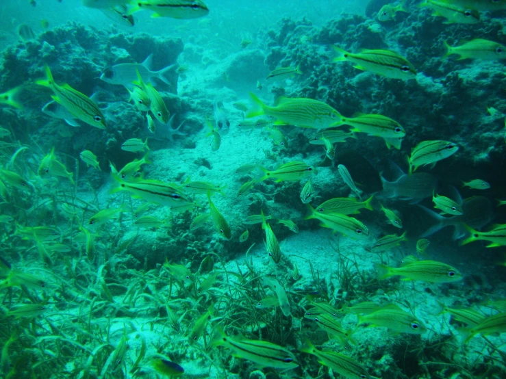 a group of fishes swimming among many reef life