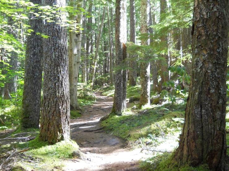 a trail is flanked by many trees in the forest