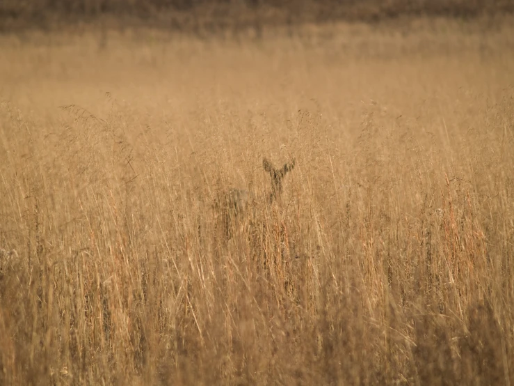 a large field with tall grass and a deer