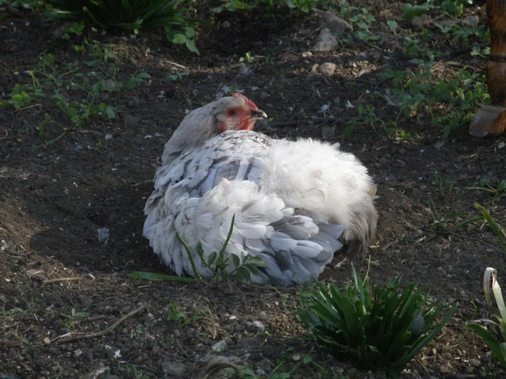 a large chicken sitting on the ground