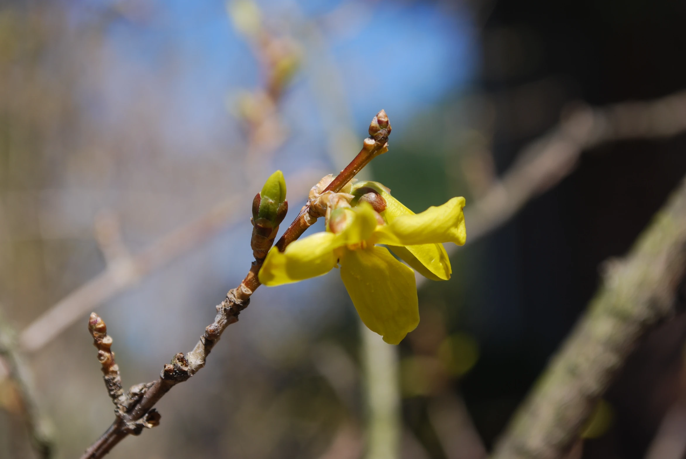 a yellow flower sitting on top of a nch