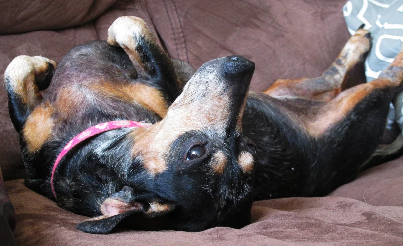 a brown and black dog laying on a couch