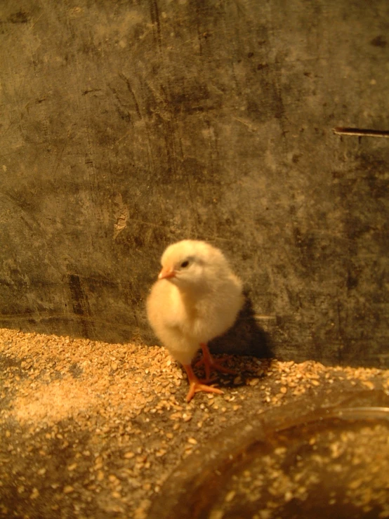 a small white bird is standing next to the wall