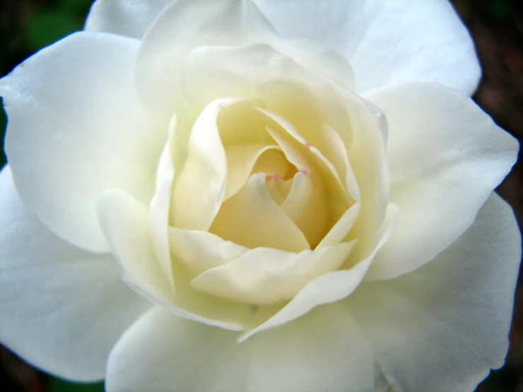 a close up image of a white rose