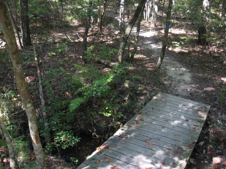 a wooden boardwalk in the middle of a forest with trees and leaves on it