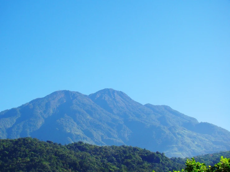 the tops of mountains have large green leaves