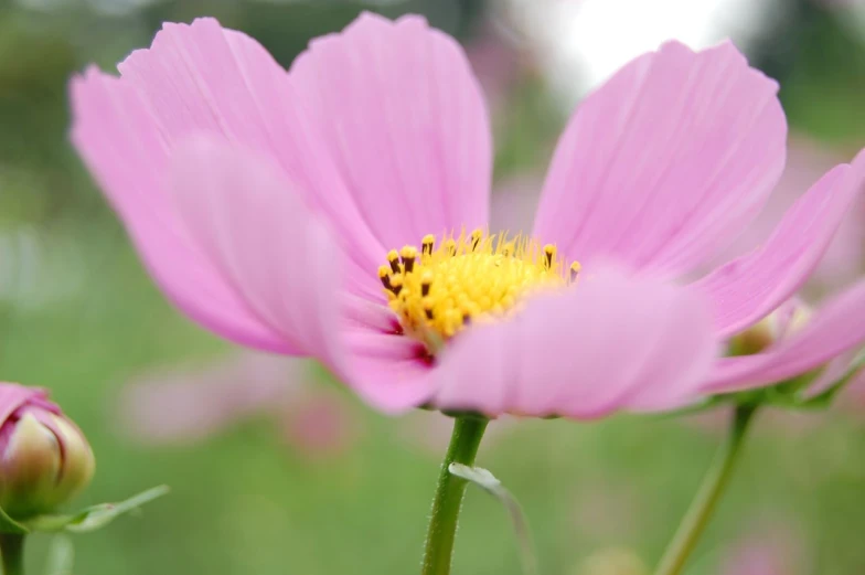 two large pink flowers with a yellow center