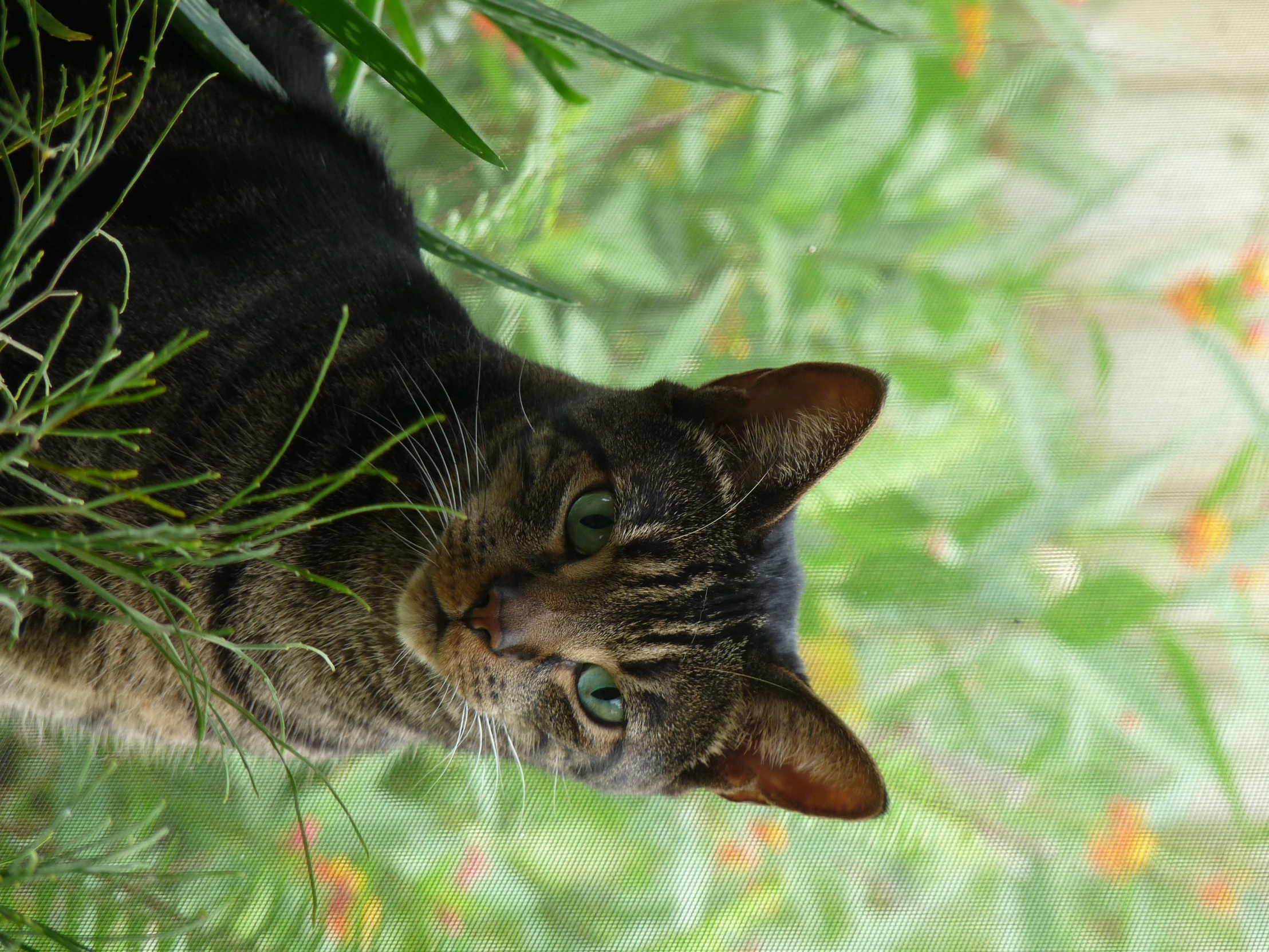 a cat that is laying down in the grass