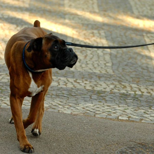 a dog is pulling its leash on a stone road