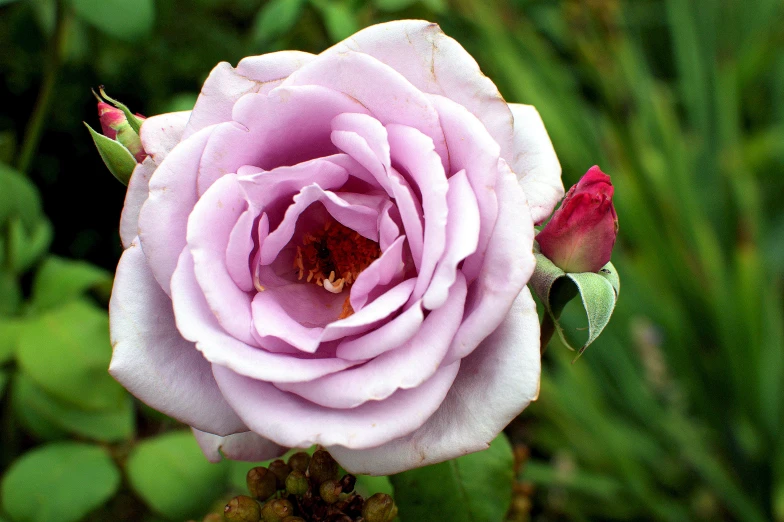 a pink rose that has some green leaves around it