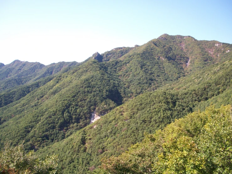 trees line a steep grassy hillside with green grass